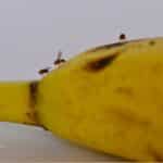 How To Get Rid of Fruit Flies: Effective Strategies for Families