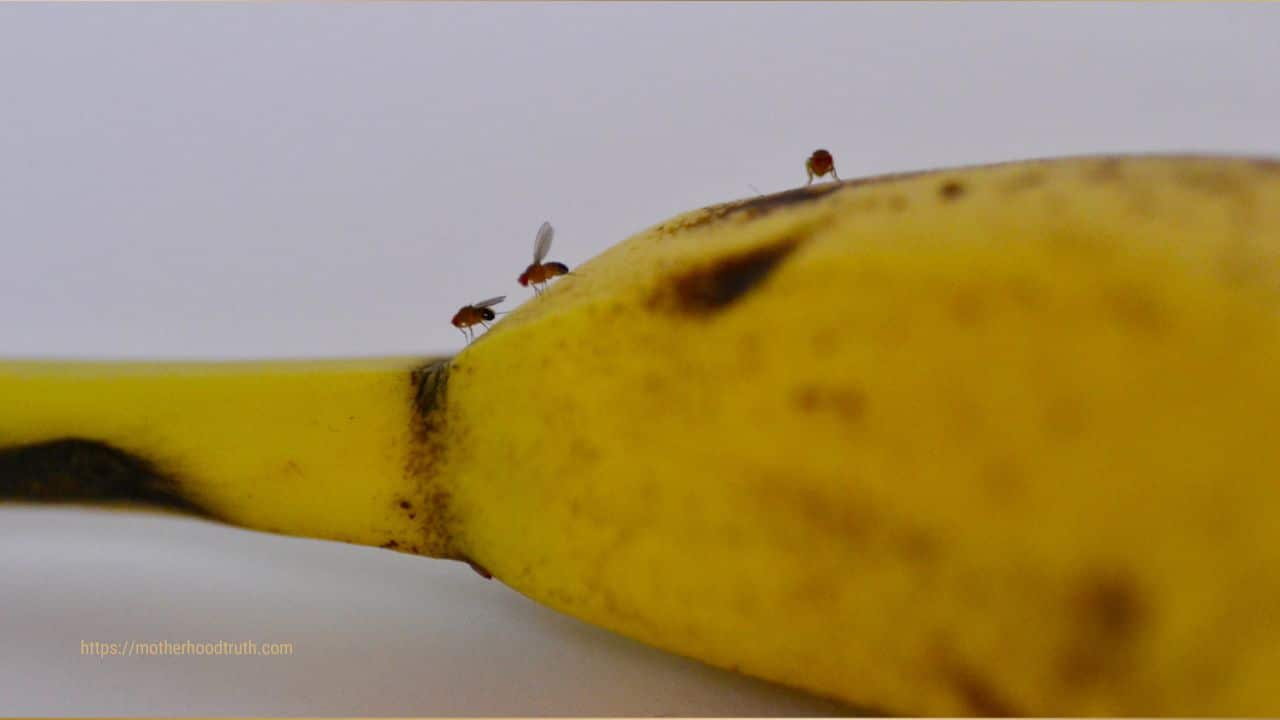 how to get rid of fruit flies