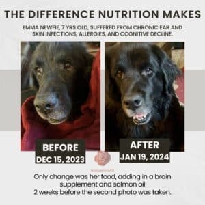 pawtree dog food